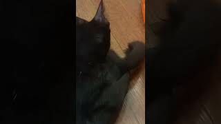 Empus nempel terus🐈‍⬛shortvideo [upl. by Esteban833]