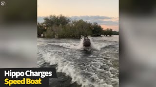 Terrifying moment a huge hippo CHASES a speedboat [upl. by Iveksarap306]