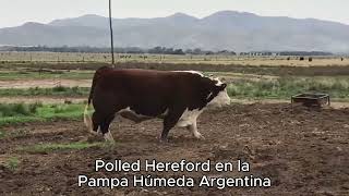 Polled Hereford de Argentina [upl. by Gersham]