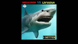 MEGALODON VS LIVYATAN 🦈in Hindi amazing factsTMC FACTSfacts shortshortbeta [upl. by Aivatan]