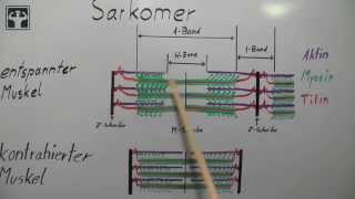 Gleitfilamenttheorie Teil 1 [upl. by Ishmael]