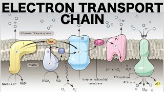 Electron Transport Chain Oxidative Phosphorylation [upl. by Nosyd]