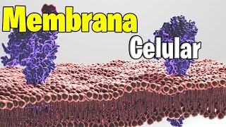 MEMBRANA Plasmatica Estructura y funciones  Endocitosis y Exocitosis [upl. by Andrey362]