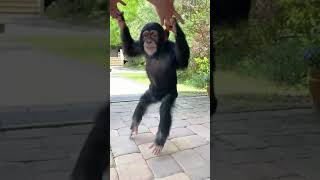 DANCING MONKEY [upl. by Tsugua]