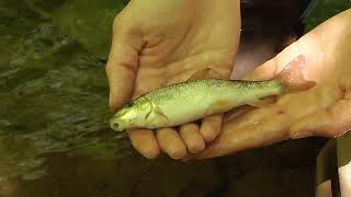 Introducing Fairfax County’s Freshwater Ecologists [upl. by Tessil]