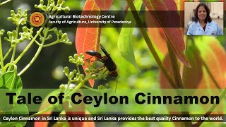 Tale of Ceylon Cinnamon Cinnamomum zeylanicum  Agricultural Biotechnology Centre [upl. by Diego]