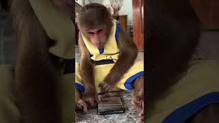 CUTIS smart talks with Dadcutis monkey babymonkey shortvideo [upl. by Dett512]