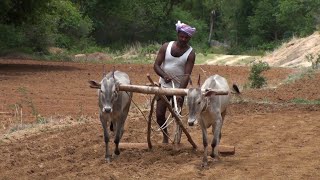 Young hallikar bulls leveling the field after sowing Ragi [upl. by Hillard]