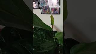 Fig tree growth plants figtree indoorplants indoo [upl. by Aruasi225]