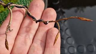 Prebonsai de fagus sylvatica hinchando yemas a 18032024 [upl. by Notsej723]