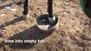 Hoof Soak [upl. by Ansell]