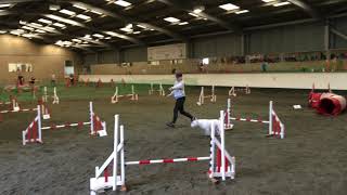 English bull terrier wins agility competition 😊 [upl. by Costin]