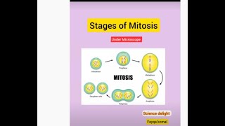 Stages of Mitosis under microscope 🔬 [upl. by Nordine553]