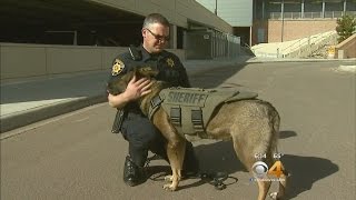 K9 Colt To Get New Protective Vest [upl. by Oyr]