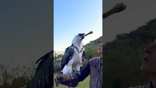 wildlife eagles animals birds nature unilad gymnastlife funny abrazkhan comedydance [upl. by Naivad]