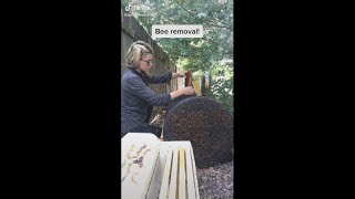 Austin beekeeper shares how she removes bees in viral TikTok  KVUE [upl. by Ramoh]