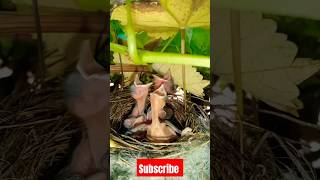 Sparrow Nest in Our Garden sparrow sparrowchipping sparrowchiks hkbreedingfarm [upl. by Alael]