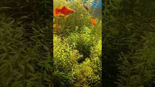 fish school of fish planted aquarium ludwigia rotala hygrophila polyspermaaquarium [upl. by Rahsab]