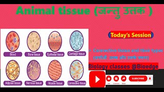 NCERT class 9 Connective tissue and their types सयोजी उत्तक और उनके प्रकार [upl. by Kuster]