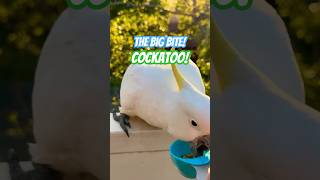 Protect Your FINGERS from Sneaky Cockatoo Tricks birds parrot tricks cockatoo [upl. by Vonni808]