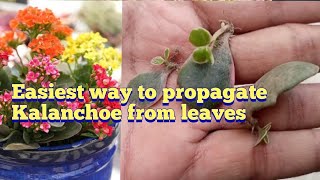 Propagate Kalanchoe plant from leaves  How to grow kalanchoe from cuttingsleaves [upl. by Henke15]