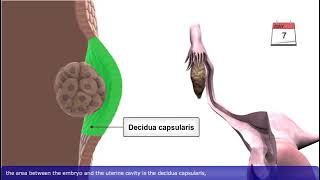 General Embryology Review in 20 minutes [upl. by Guod31]