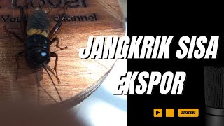 Jangkrik Sisa Ekspor II jeerangi insect [upl. by Fabi]