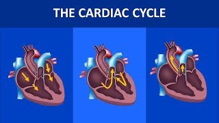 Cardiovascular physiology  the cardiac cycle systole and diastole [upl. by Mireielle296]