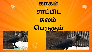 காகம் சாப்பிட கலம் பெருகும் என்பது பழமொழி [upl. by Enier]