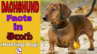 Dachshund Dog Facts  most popular dog  Telugu [upl. by Leandro]