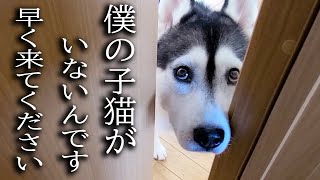 最愛の子猫が家出したと思い必死で探すハスキー犬がこちらです [upl. by Onidranreb]