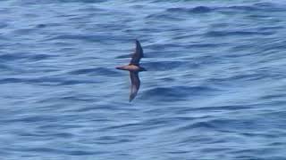 アナドリ（2）飛翔（小笠原航路と硫黄島）  Bulwers Petrel  Wild Bird  野鳥 動画図鑑 [upl. by Auburta]