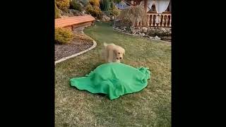 New funny cats and dogscats and dogs videos compalition Funnyanimals [upl. by Greerson]