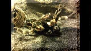 Mutation Mygale Brachypelma Smithi [upl. by Aliuqa]