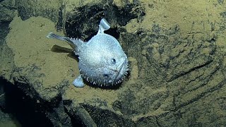 Monkfish Sits on Geometric Columnar Basalt  Nautilus Live [upl. by Smiga]