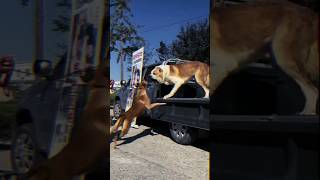 Central Asian Shepherd Dog vs Smaller Breed Dog FaceOffCanine ConfrontationBig vs Small liondog [upl. by Hgielar]