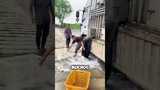 Pescadores luchan contra la PRESIÓN del agua para salvar a los peces 😱 [upl. by Camarata]