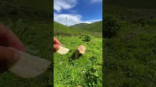 Cute Wild animal bobak marmot or prairie dog eating cookies yummy 61 [upl. by Vanzant]