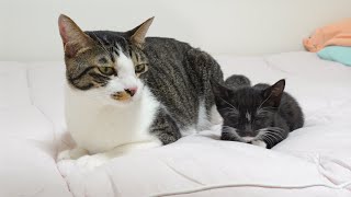 The Male Cat Protects the Rescued Kitten While She Sleeps │ Episode104 [upl. by Nika]