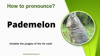 How to pronounce Pademelon in English correctly [upl. by Zilvia]