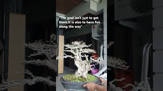 TUGAS BONSAI VITEX PARVIFLORAbonsai subscribe subscribemychannel trendingshorts shorts short [upl. by Herson]