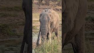 Majestic Old Elephant Bull Approaches for Water in Kruger Park wildlife safarilife nature [upl. by Lenehc380]