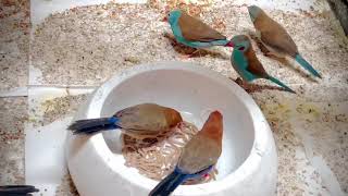 Purple Grenadier Waxbills amp Red Cheeked Cordon Bleu Waxbills [upl. by Cornelia]