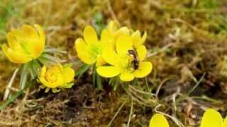 Wildbiene amp Winterling  Wild Bee on Winter Aconite [upl. by Selinda]