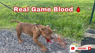 American Pitbull Terrier Puppy 🔥🔥 Redboy Jocko Old Family Red Camelot High Prey Drive Puppy [upl. by Adnamaa]