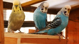 Over 2 Hours of Budgies Playing Singing and Talking in their Aviary [upl. by Teodor]