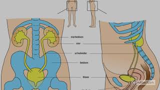 Nierbekkenontsteking  Voorlichting [upl. by Willmert404]