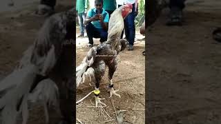 ParrotBeakAseelMurga watch full shorts viral [upl. by Laurin]