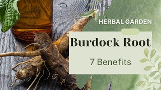 7 Health Benefits of Burdock Root [upl. by Atnoed]