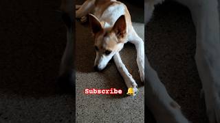 உலக மகா நடிப்புடா சாமி 🥱🥱twist iruku🐕🐕🐶😄🥰shortsfeed ytshorts dog trending funny youtube [upl. by Dosi]